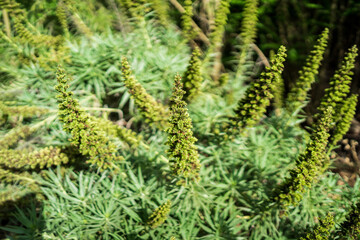 Faded of Echium, close-up. Shallow depth of field. Tenerife. Canary Islands. Spain.
