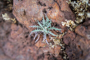 Volutaria canariensis (endemic to the Canary Islands) close-up. Depth of field. Tenerife. Canary Islands. Spain.