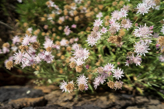 Shrub of Pterocephalus lasiospermus (rosalillo de cumbre). Endemic of Tenerife. Canary Islands. Spain.