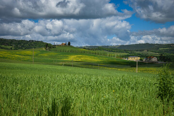 Tuscany, italy, may 2018, a cypress alley leads up a green hill with a farm on top, a green wheat field in the foreground