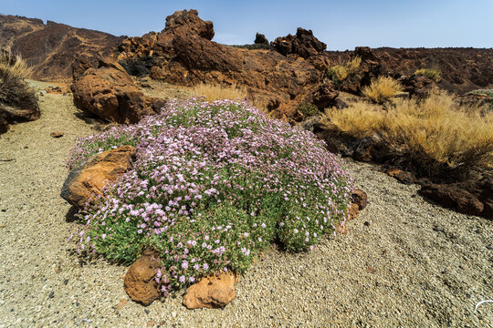 Shrub of Pterocephalus lasiospermus (rosalillo de cumbre). Endemic of Tenerife. Canary Islands. Spain.