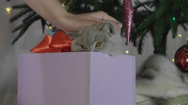Woman stroking little curious kitty in gift box. Christmas kitten among spruce branches and red New Year's toys. British cat with New Year decorations.