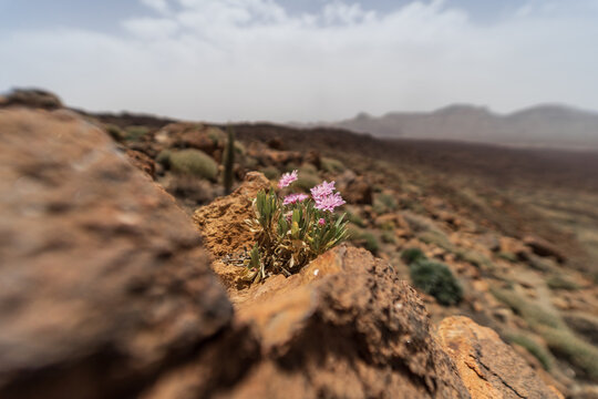 Flower of Pterocephalus lasiospermus (rosalillo de cumbre). Close-up.  Endemic of Tenerife. Canary Islands. Spain.