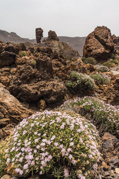 Shrub of Pterocephalus lasiospermus (rosalillo de cumbre). Endemic of Tenerife. Canary Islands. Spain.