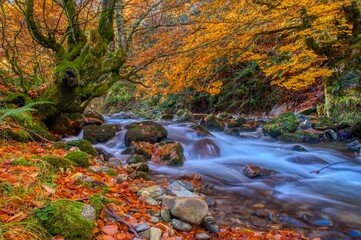 Plakat Redes forest in Asturias, Spain. Autumn scenery