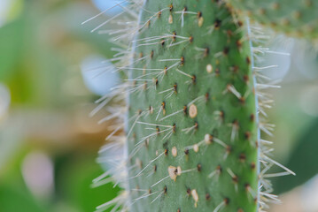 Beautiful green Cactus close-up. Echinopsis pachanoi plant. close up