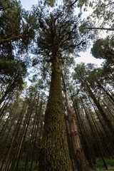 Fototapeta premium Pine trunk covered with moss, bottom-up view. Esperanza (Highland) forest (over 2000 meters). Tenerife. Canary Islands. Spain.