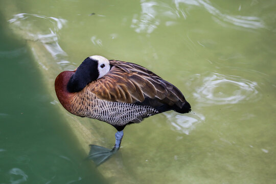 Portrait of a white faced whistling duck, Dendrocygna viduata, standing on the grass next to a pool