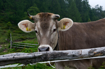 cow in a field