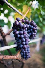 red grapes in vineyard