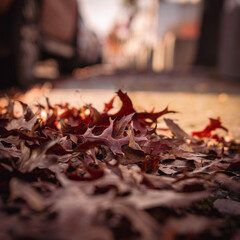 autumn leaves on the ground