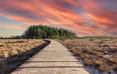 a wooden path among swamps and forests, Ecotrail in late frosty autumn