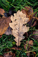 Autumn leaves of trees tree lie on the ground