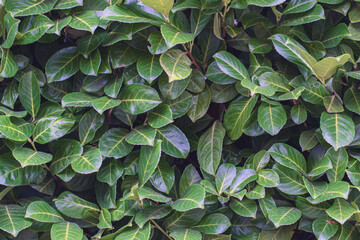Fototapeta premium Think bush of green leaves, background, copy space