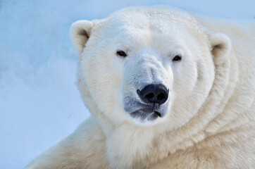Obraz na płótnie Canvas Portrait of a polar bear close-up