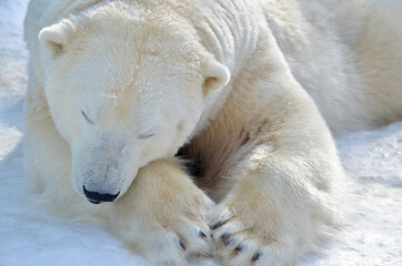 Obraz na płótnie Canvas Polar bear sleeps in the snow