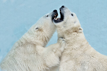Obraz na płótnie Canvas Polar bears fight each other