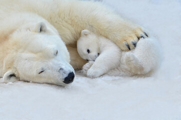 A bear and a bear cub are sleeping in the snow