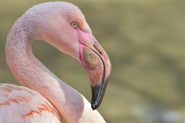 Portrait of a pink flamingo