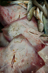 fish on the market