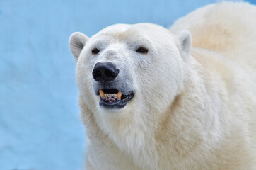 Naklejka na ściany i meble Portrait of a polar bear close-up