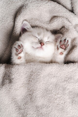 a small white purebred kitten sleeps with on a gray blanket, british chinchilla, vertical photo