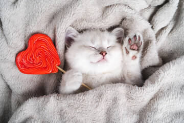 a small white purebred kitten sleeps with a red caramel heart on a gray blanket, british...