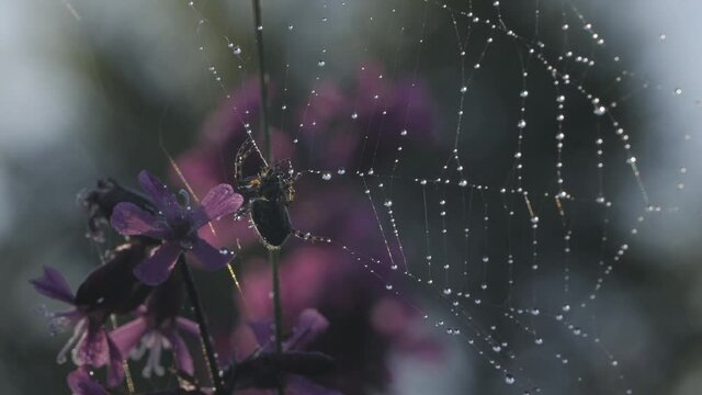 Morning view with dew. Creative. A kind of small purple flowers on which the spider creates a spiderweb and sits in it.