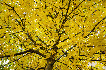 Wallpaper, golden leaves seen from below