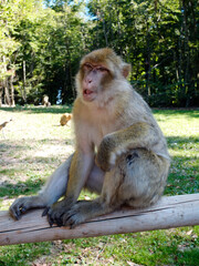 portrait of a berber monkey