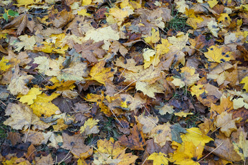 Wallpaper of damp autumn leaves 