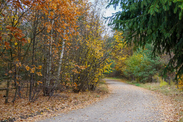 Obraz premium Road into the woods in the autumn