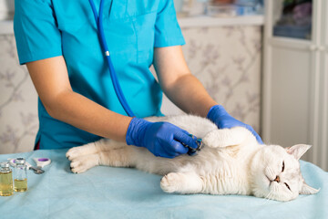 The veterinarian listens to the cat with a stethoscope, examination of the animal at home