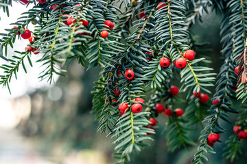 fruits and leaves of a common yew