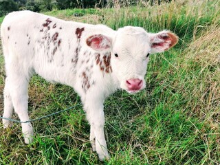 Obraz premium calf in a field, cow