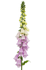Foxglove flowers, lat. Digitalis, isolated on white background
