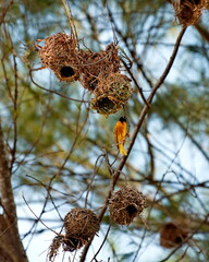 West Africa. Senegal. African yellow weaver among a colony of spherical nests made of intertwined blades of grass and thin branches.