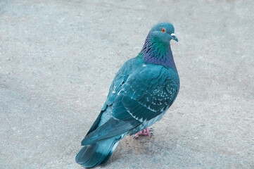 a pigeon stands on the road. beautiful bird on the ground. feathered on gray background