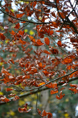 autumn leaves in the sun