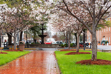 Macon, Georgia, USA Downtown Square in Spring Season - obrazy, fototapety, plakaty