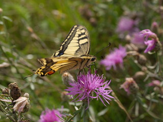swallowtail butterfly, Papilio machaon, on the lower austrian mountain braunsberg