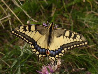 Obraz na płótnie Canvas swallowtail butterfly, Papilio machaon, on the lower austrian mountain braunsberg