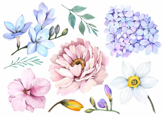 Watercolor illustration. Spring flowers set on a white background. Pink peony, hydrangea, daffodil flowers, leaves.