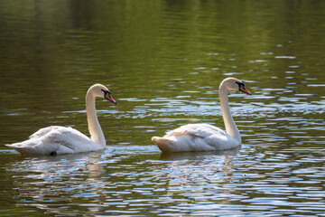 Two graceful white swans swim in the dark water.