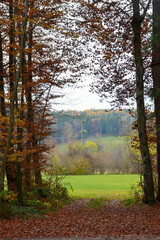 High trees in a forest, sunny autumn day