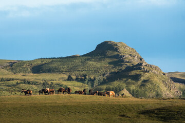 Fototapeta na wymiar Island Ponys in Island auf grüner Wiese mit Berg im Hinbergrund