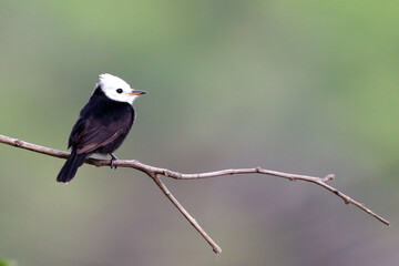 White-headed Marsh Tyrant (Arundinicola leucocephala) male perched on a log against a blurred background in green tones.