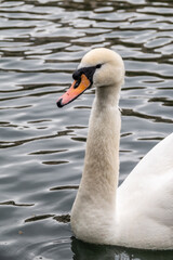 Portrait of a graceful white swan with long neck on dark water background.