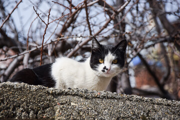 Black and white cat on the wall