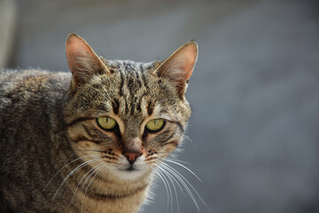 Close up portrait of a cat